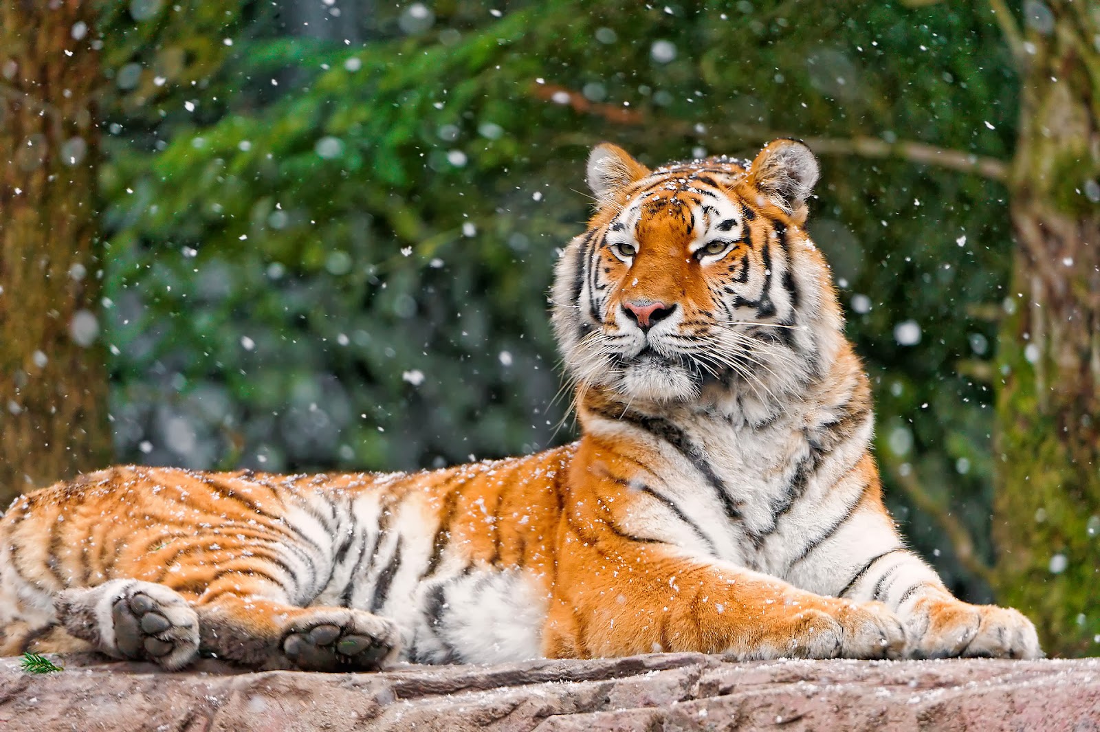 106 Tiger Wallpapers Most beautiful places in the world Download